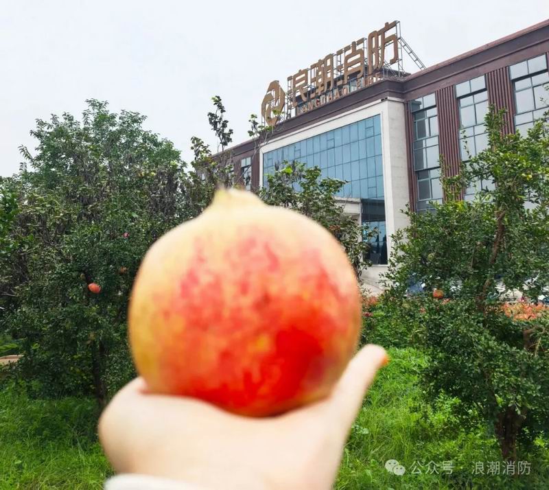 金秋十月摘石榴，我們把豐收與歡笑一起裝滿！